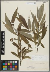 Foto von Salix alba L. x Salix fragilis L.